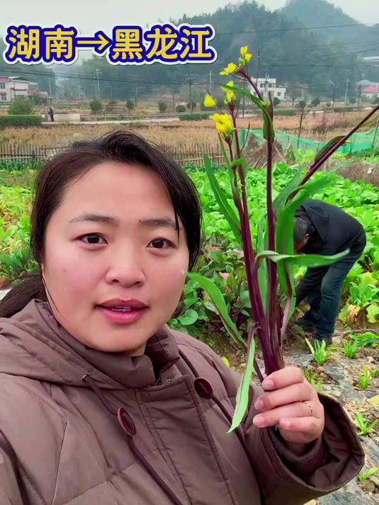 带白菜苔从湖南回黑龙江,远嫁后才懂思乡之苦