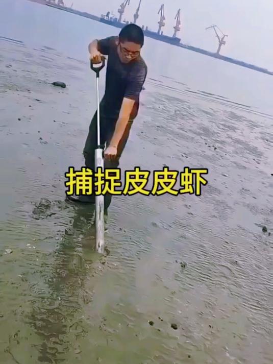 捕捉皮皮虾