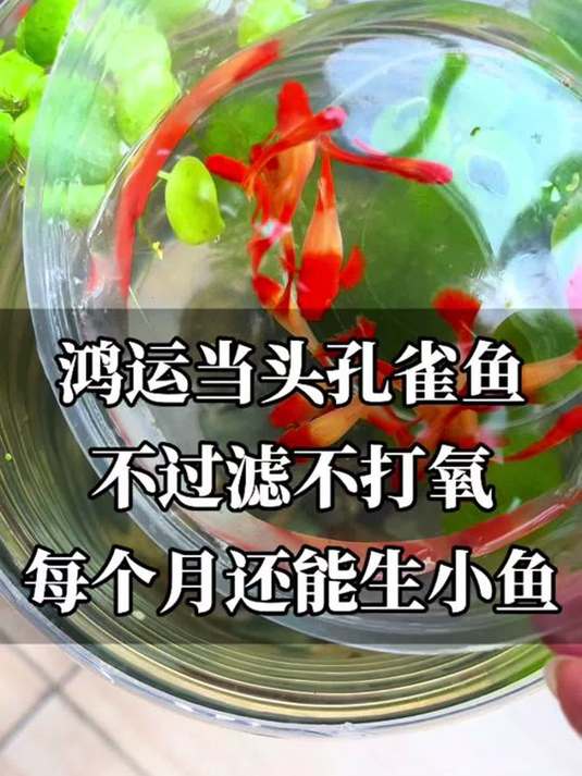 新手养鱼选它!鸿运当头孔雀鱼,有水就活超喜庆