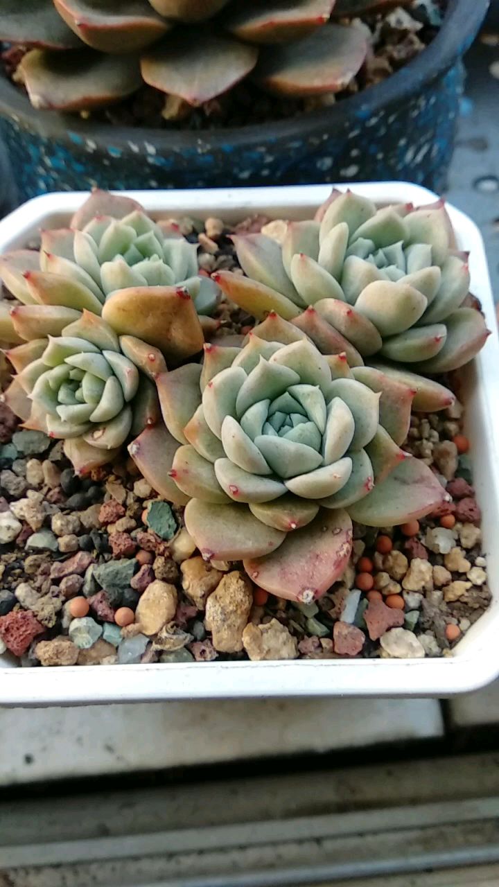 几款冬天露养都没冻出状态的品种,玫瑰夫人,冬美人排在首位,胜在好度夏