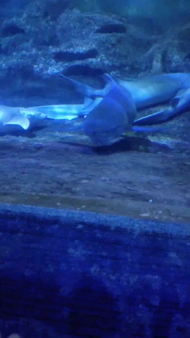 带你一起观赏海底世界的大鲨鱼!