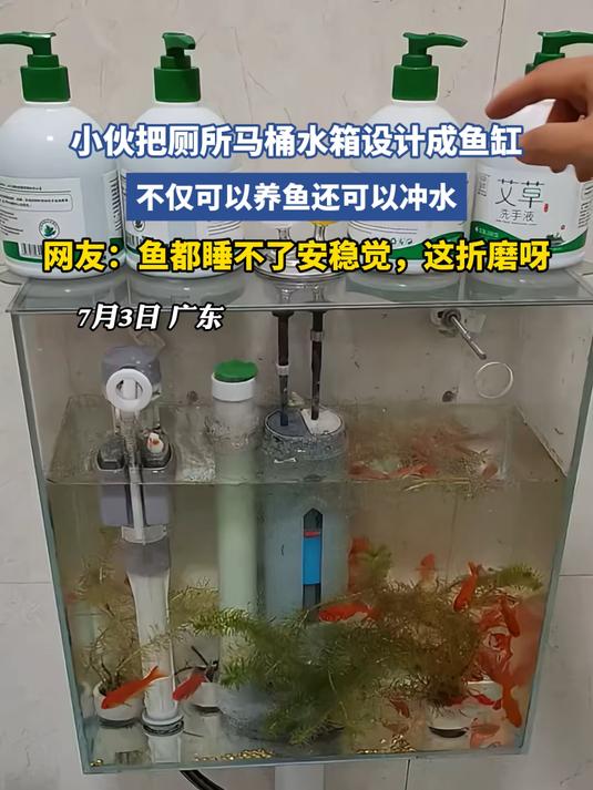 小伙把厕所马桶水箱设计成鱼缸
