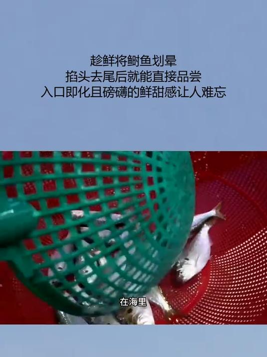 趁鲜将鲥鱼划晕,掐头去尾后就能直接品尝,入口即化