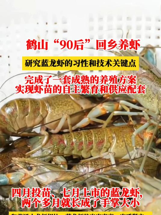 厉害!“90后”回乡养殖澳洲龙虾,一年可养两造,市场供不应求!