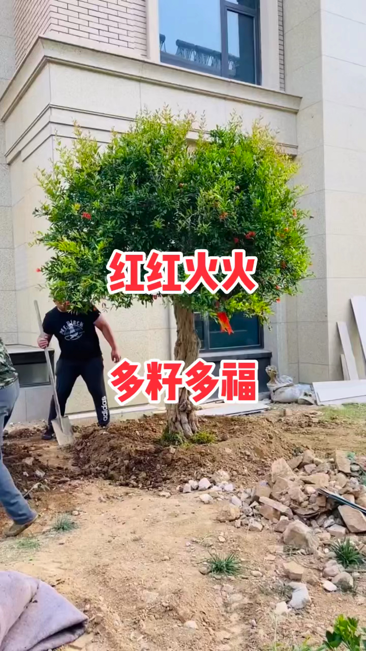 大红袍石榴盆景