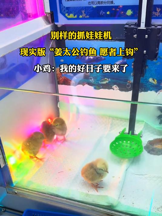 别样的抓娃娃机，现实版“姜太公钓鱼愿者上钩”，小鸡:我的好日子要来了#种草官计划#