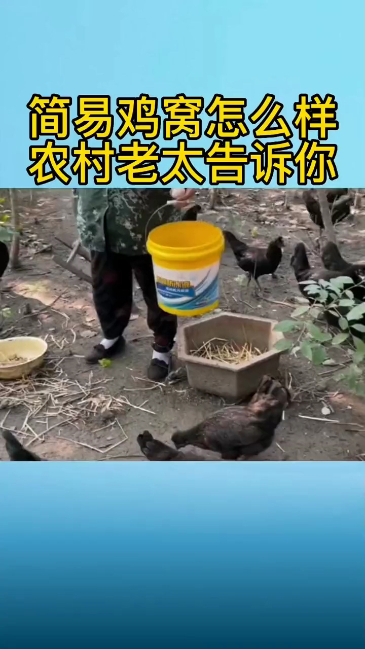简易鸡窝怎么样