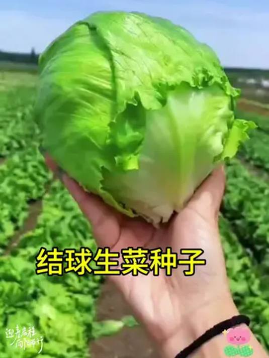 阳台小院都能种,结球生菜这样种,纯天然绿色蔬菜来啦