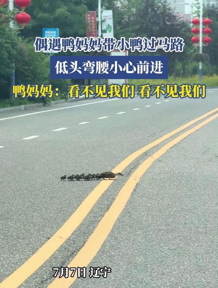 偶遇鸭妈妈带小鸭过马路,鸭妈妈:看不见我们,看不见我们