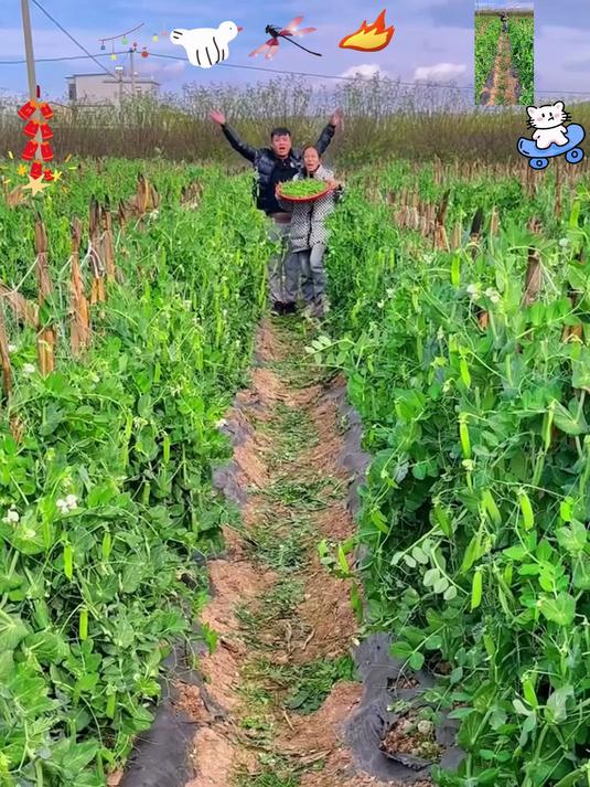 冬天里露天种植的新鲜蔬菜,水果甜豌豆你们有吃过吗?