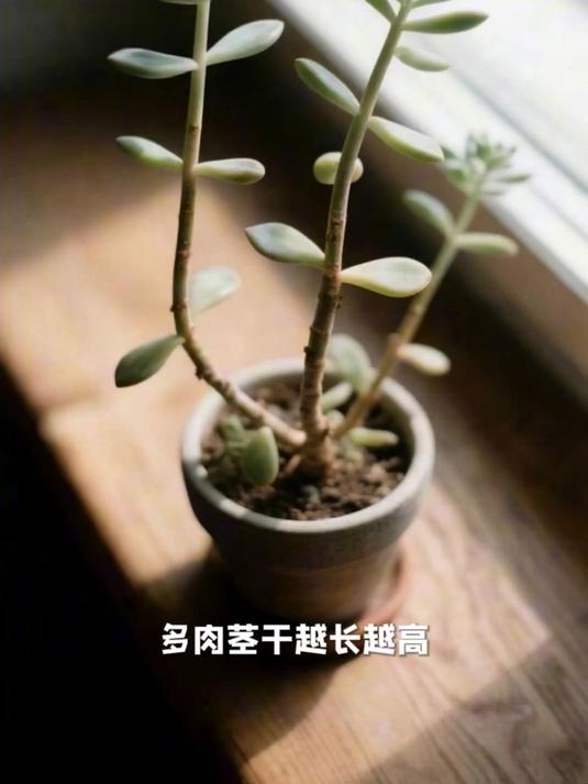 多肉徒长了怎么办?调整光照和浇水就好