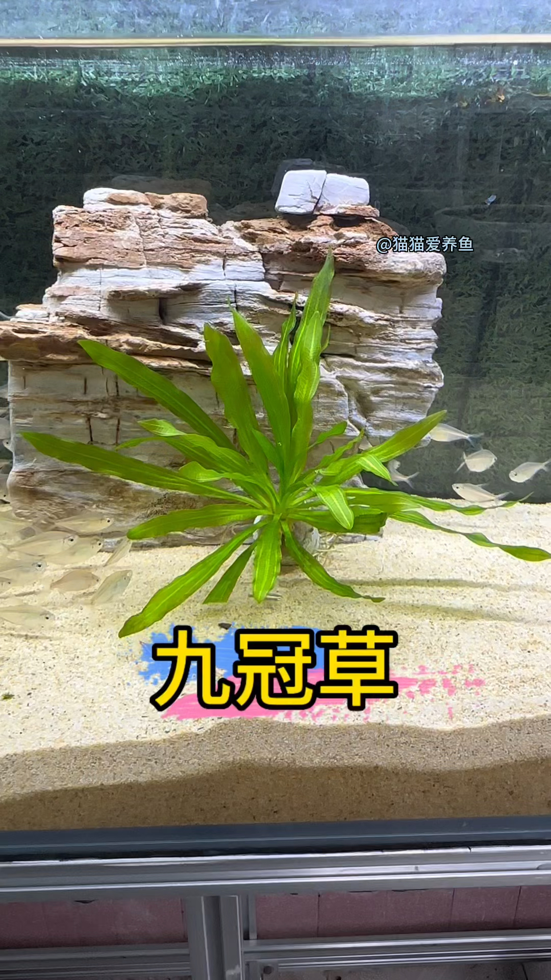 喜欢草缸的鱼友,不知道种什么水草好的?养一棵九冠草吧,它可以百搭各种鱼缸