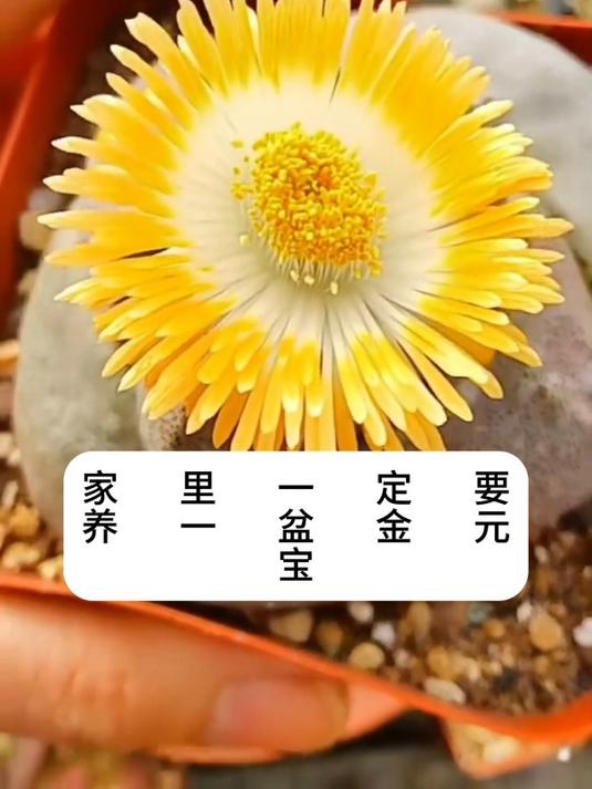超贵气!帝玉多肉,金元宝外形超吸睛