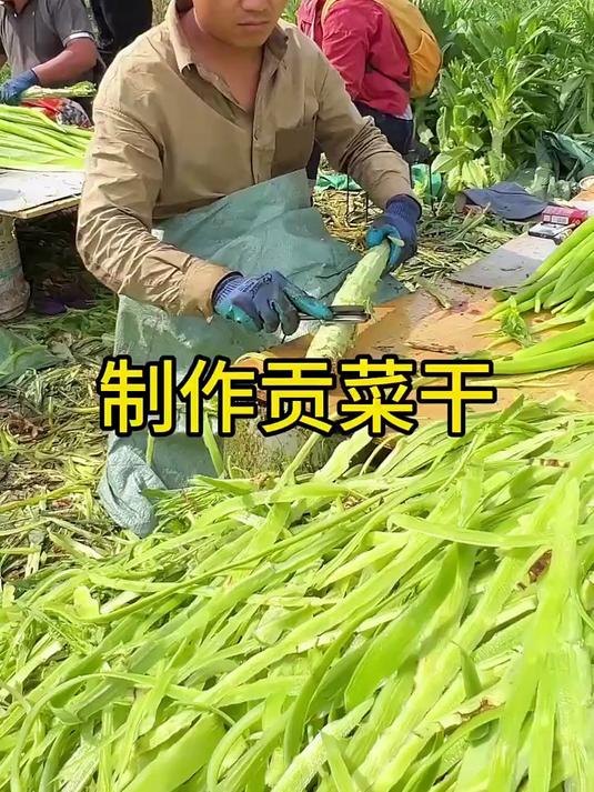 制作贡菜干的过程