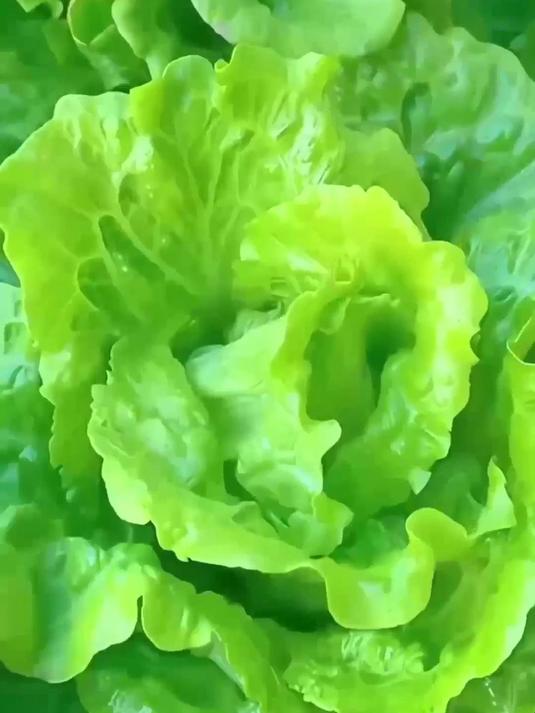 耐寒意大利生菜种子早春能种