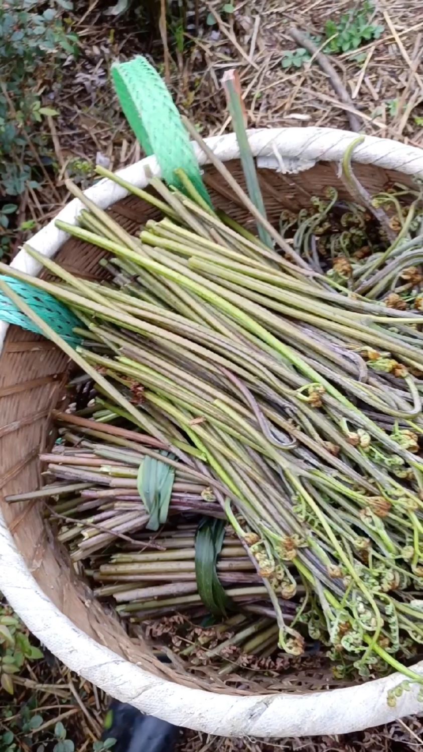 都说蕨菜有毒,那么春天野菜排名,它能排第几?你们敢不敢吃?