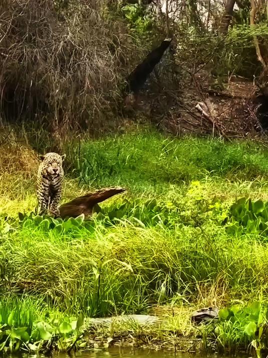 美洲豹不愧是鳄鱼杀手！跳入水中将鳄鱼一击毙命！