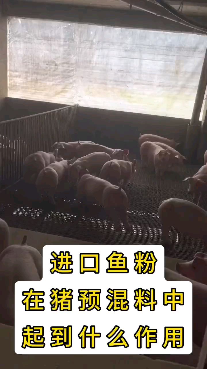 鱼粉在猪预混料中起到什么作用?