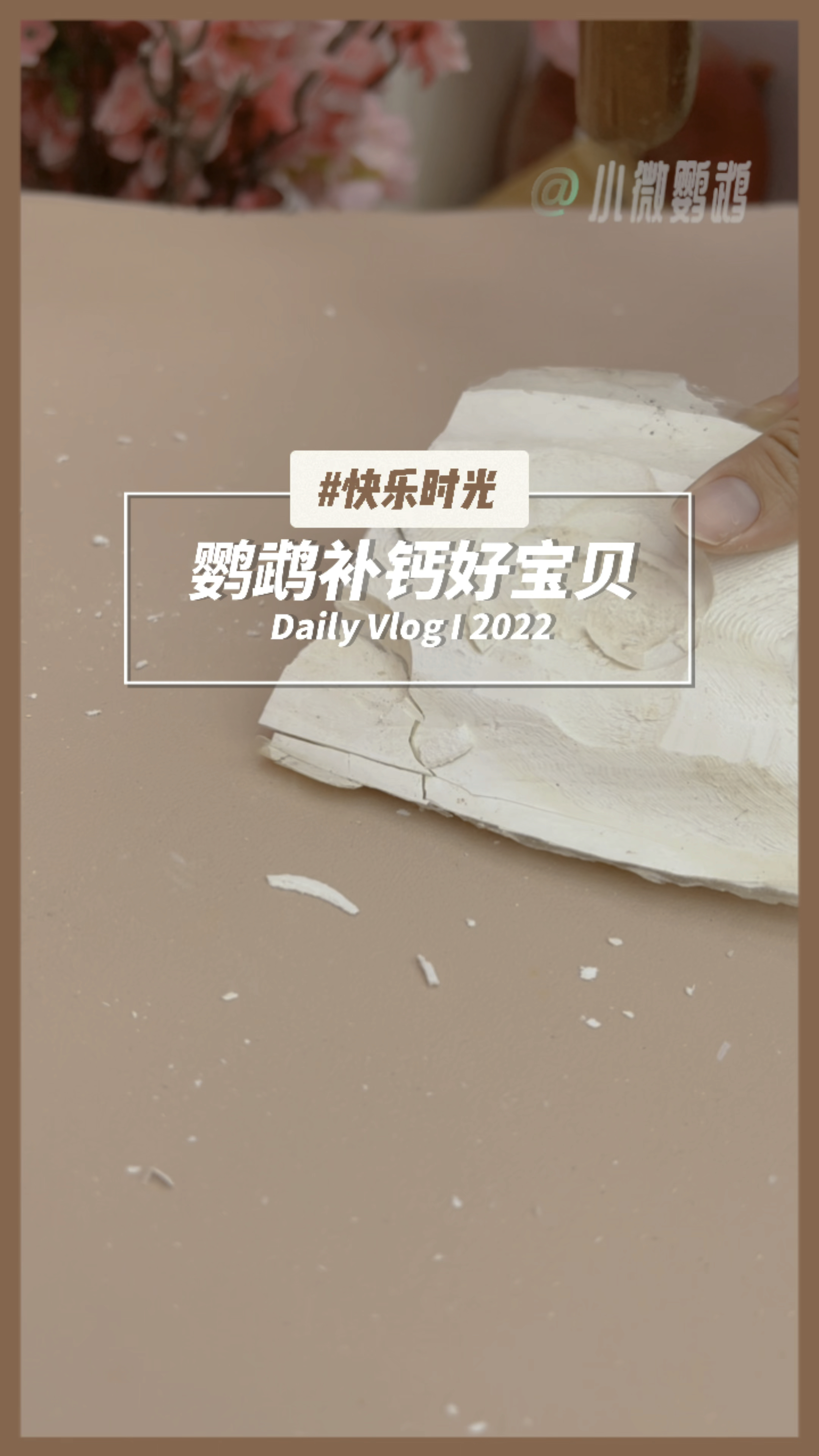 墨鱼骨是鹦鹉补钙的好宝贝,但是收集起来却贼麻烦,终于等到这个成品墨鱼骨粉