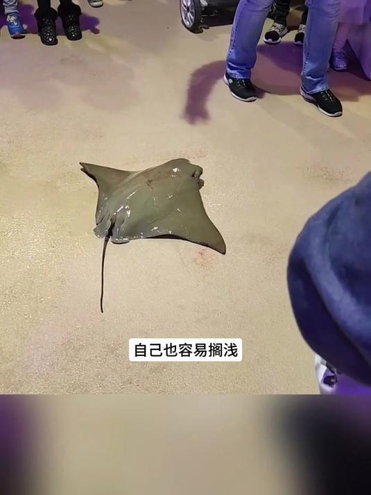 脑袋上长了个锤子，自带感应雷达的的双髻鲨，3