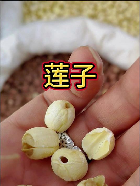 你以为莲子只能煮粥?这些药用价值让你大开眼界!