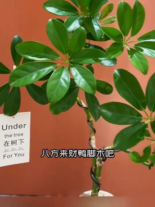 室内招财树鸭脚木,四季常青易打理,吸甲醛清新好空气!
