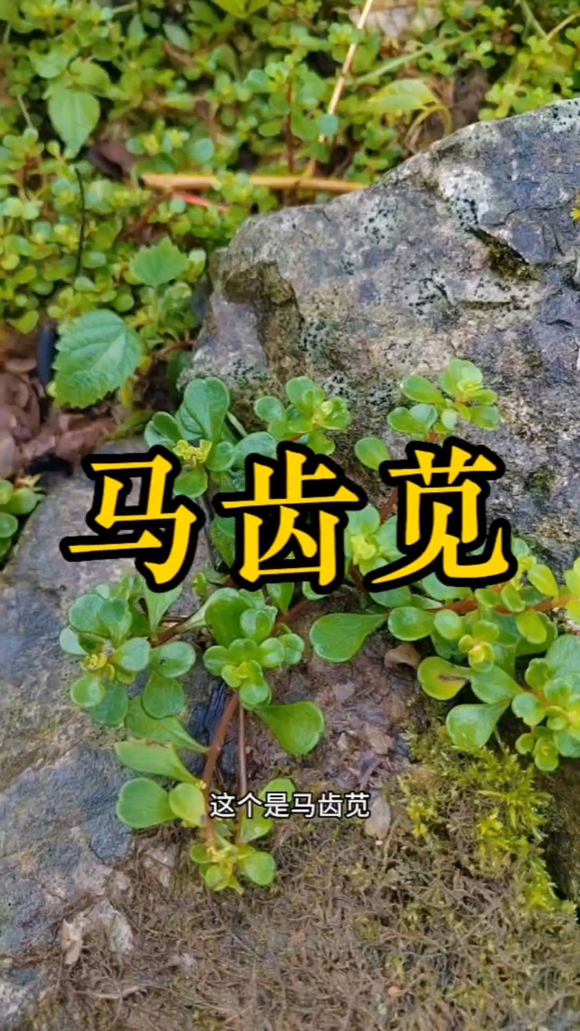 马齿苋又叫长命草,我们这里叫蚂蚱菜,你们那里叫什么马齿芡有两个重要作用