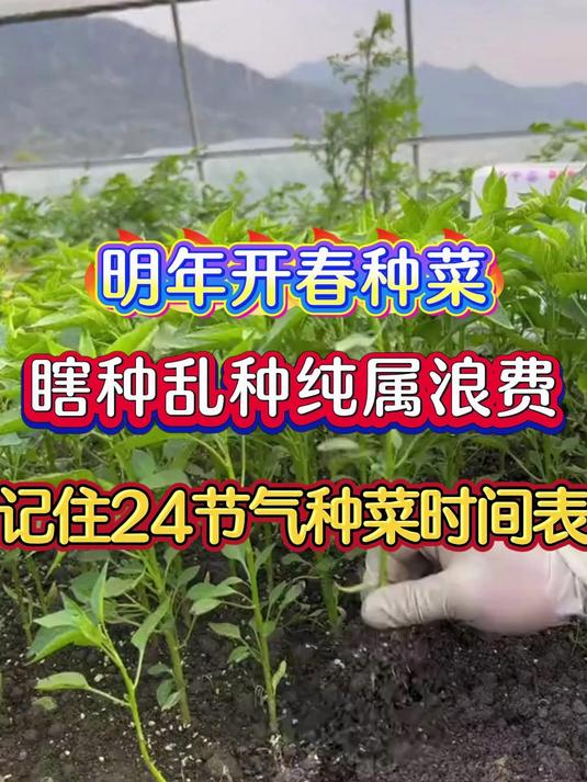 明年开春种菜记住24节气种菜时间表蔬菜高产丰收