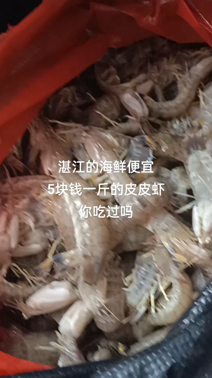 广东湛江的海鲜多拥有海鲜美食之都,现在冬天皮皮虾最好吃,5块钱一斤皮皮虾做椒盐好香