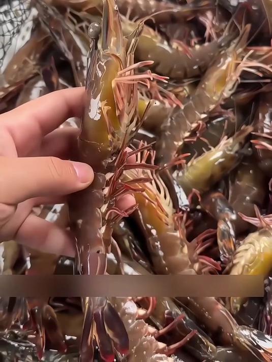 一口紧实的鲜!黑虎虾美味营养