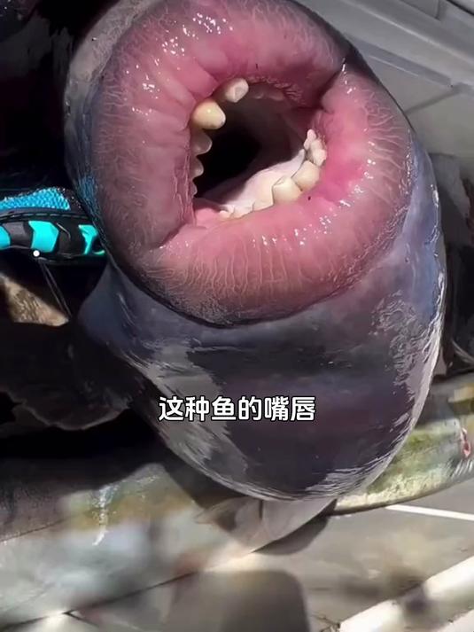 这种鱼的嘴唇很“性感” 科普知识 扳机鱼
