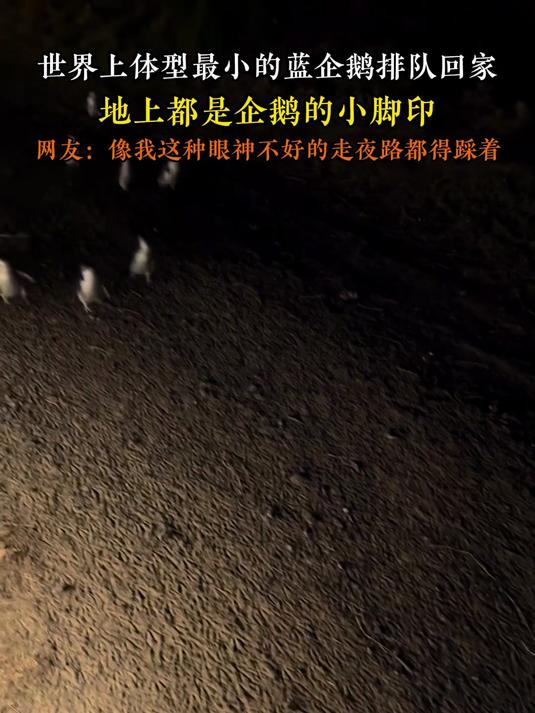 世界上体型最小的蓝企鹅排队回家,地上都是企鹅的小脚印