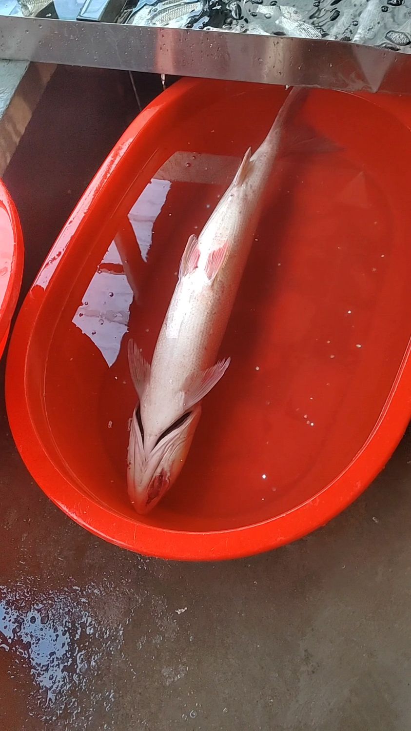 这个13斤多重的鳡鱼不容易看到