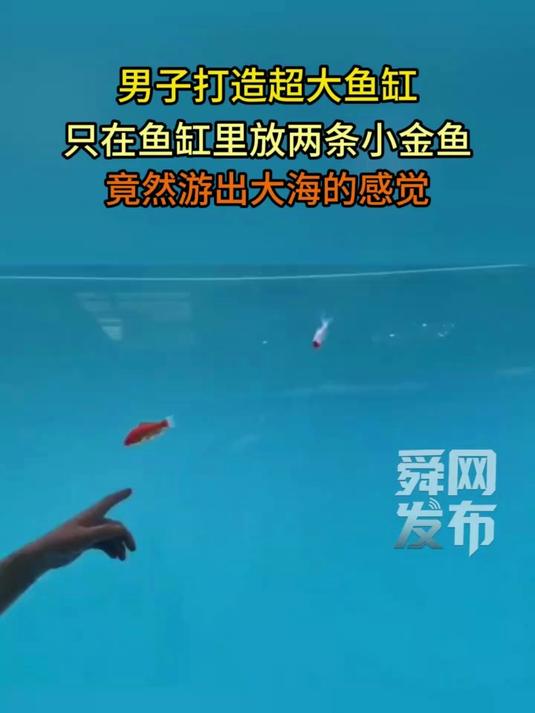 男子打造超大鱼缸,只在鱼缸里放两条小金鱼,游出大海的感觉