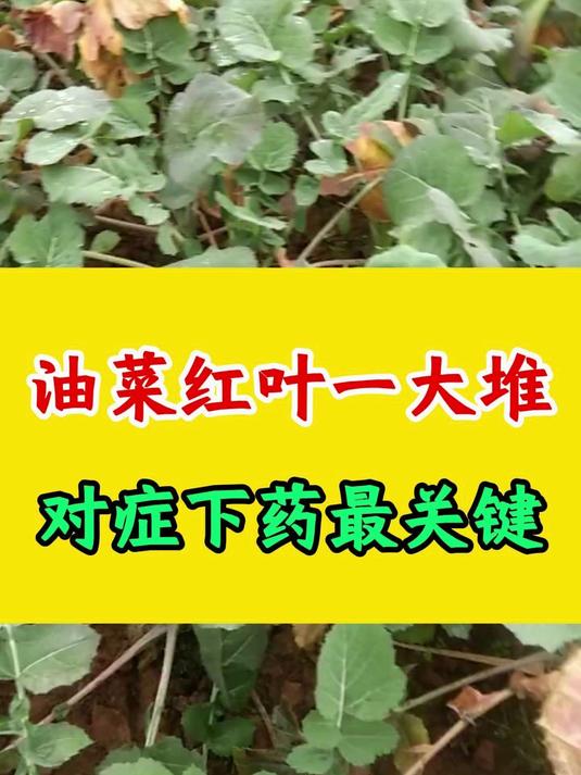 油菜红叶一大堆,对症下药最关键