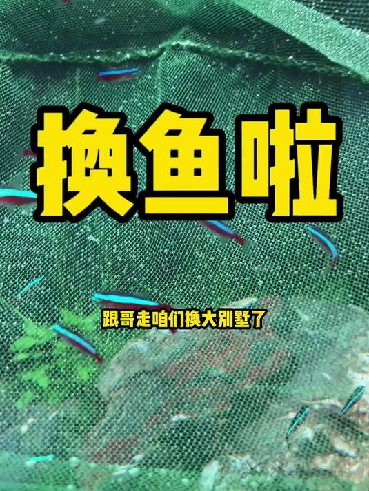 真的很安利 大勾扯旗鱼,好养皮实,YYDS