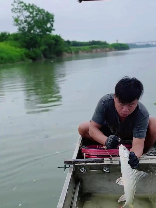 又是鱼获多多的一天,麦鲮鱼太多了