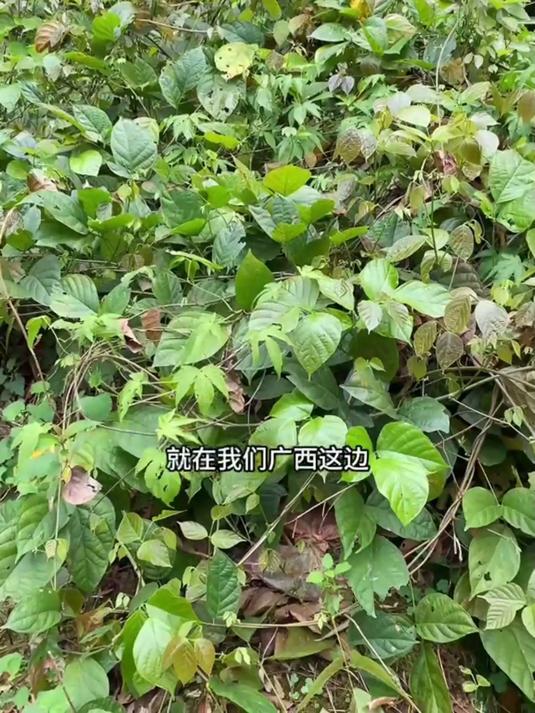 长寿乡老林里的鸡血藤,晒足阳光无硫,煮水喝着甜