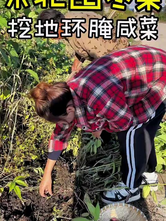 东北猫冬倒计时啦,一分钱不花也可以囤冬菜了,今天挖地环腌咸菜