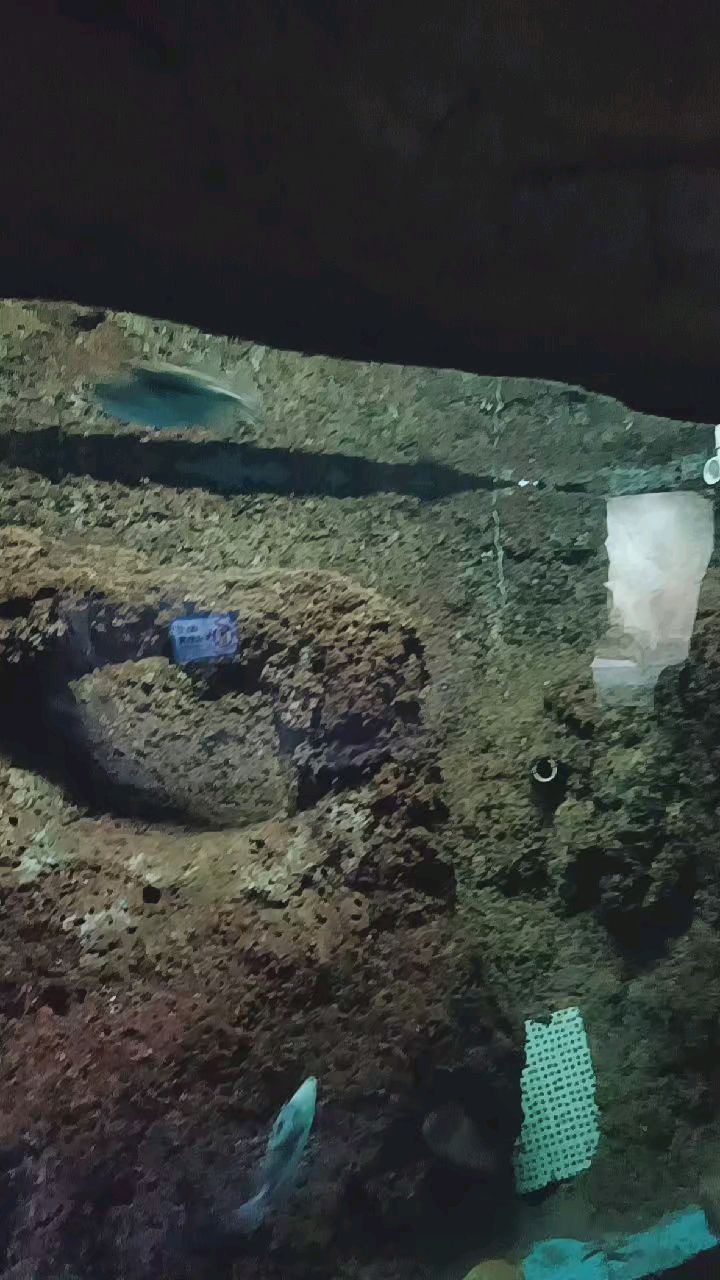 一起欣赏鸳鸯炮弹鱼!