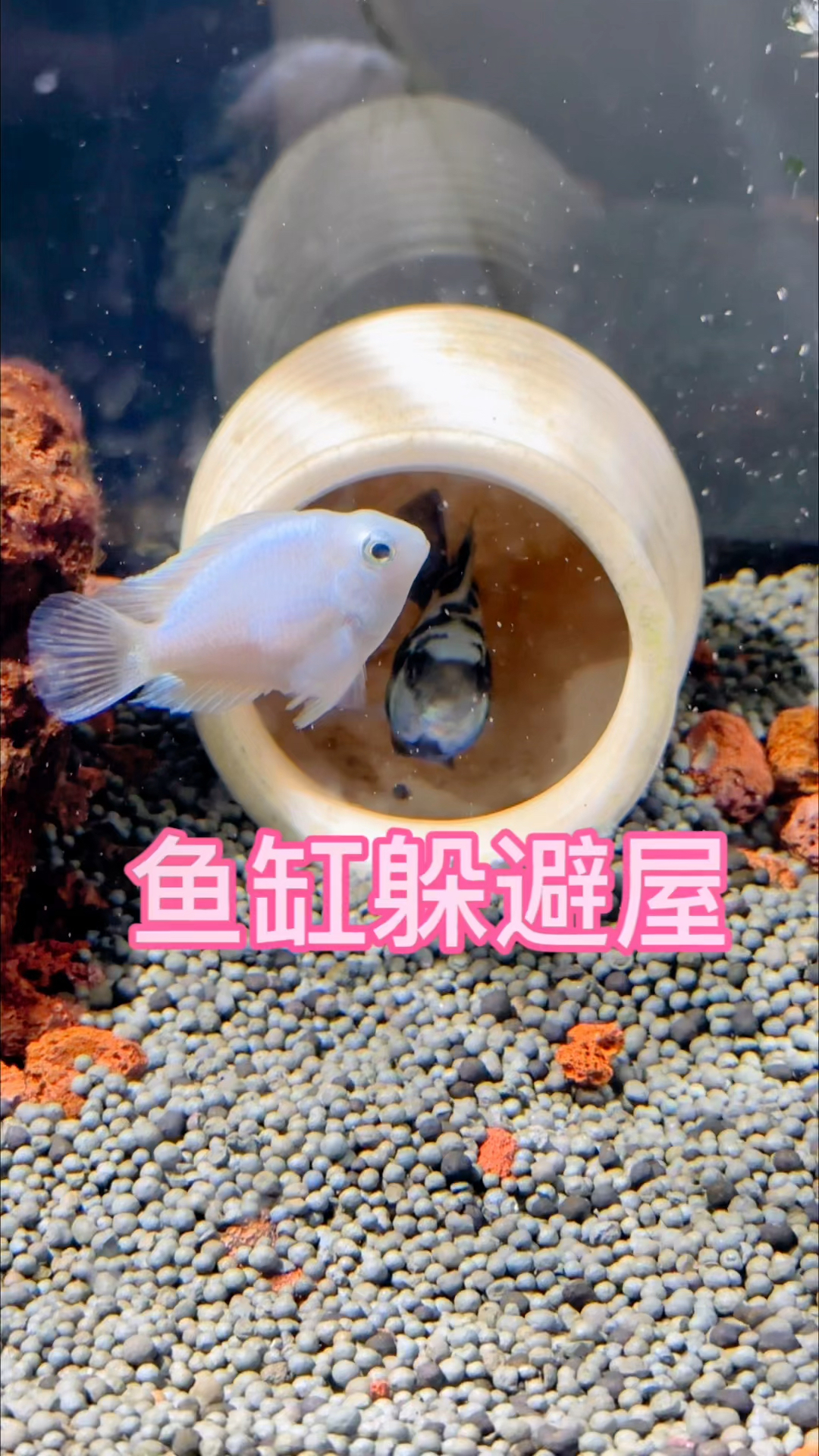 很多鱼友为什么喜欢在鱼缸放躲避屋呢?躲避屋有三大好处。