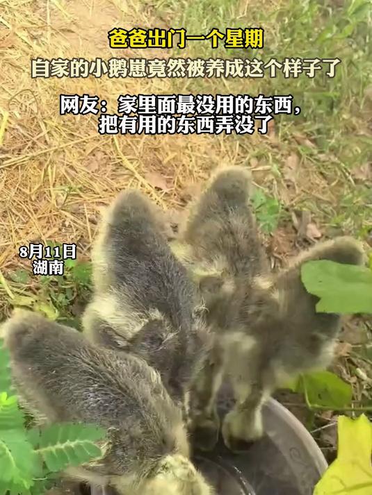 爸爸出门一个星期,自家的小鹅崽竟然被养成这个样子了