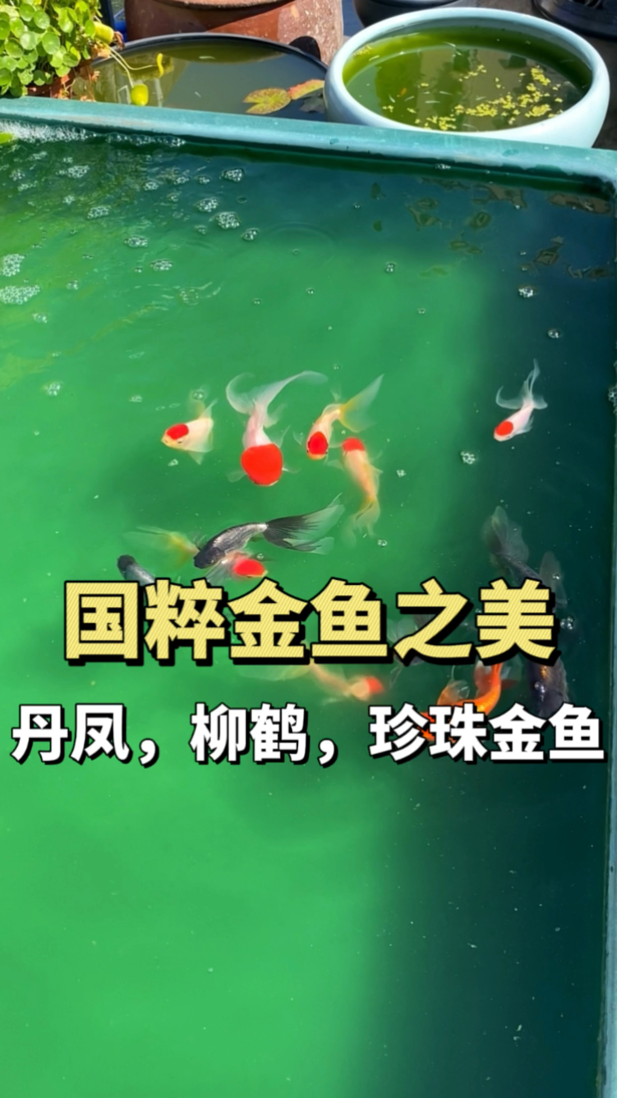 传统金鱼的魅力,丹凤金鱼,柳鹤金鱼,珍珠金鱼
