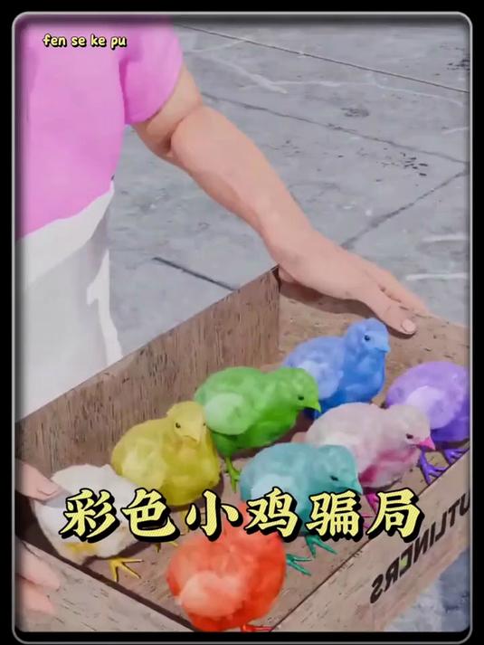 彩色小鸡骗局