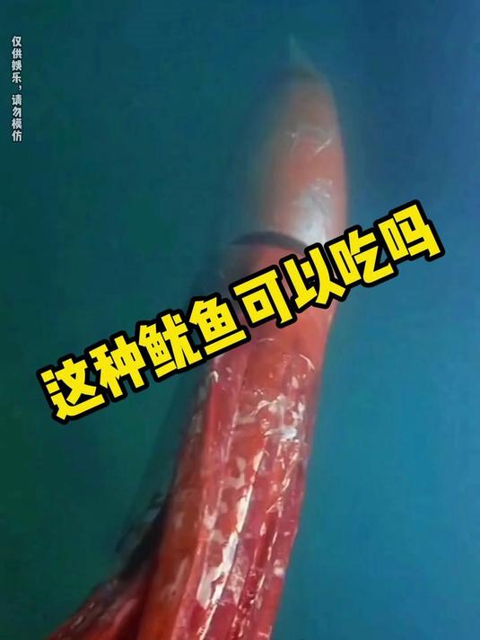 这种鱿鱼可以吃吗