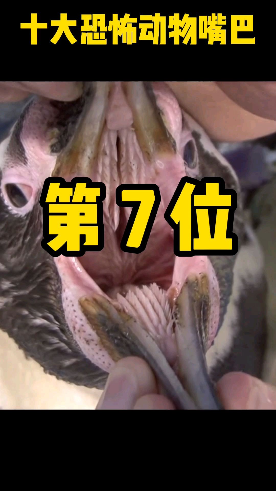 十大恐怖动物嘴巴-第七位-企鹅
