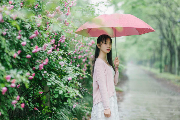 图片[3]-雨中蔷薇-六色网