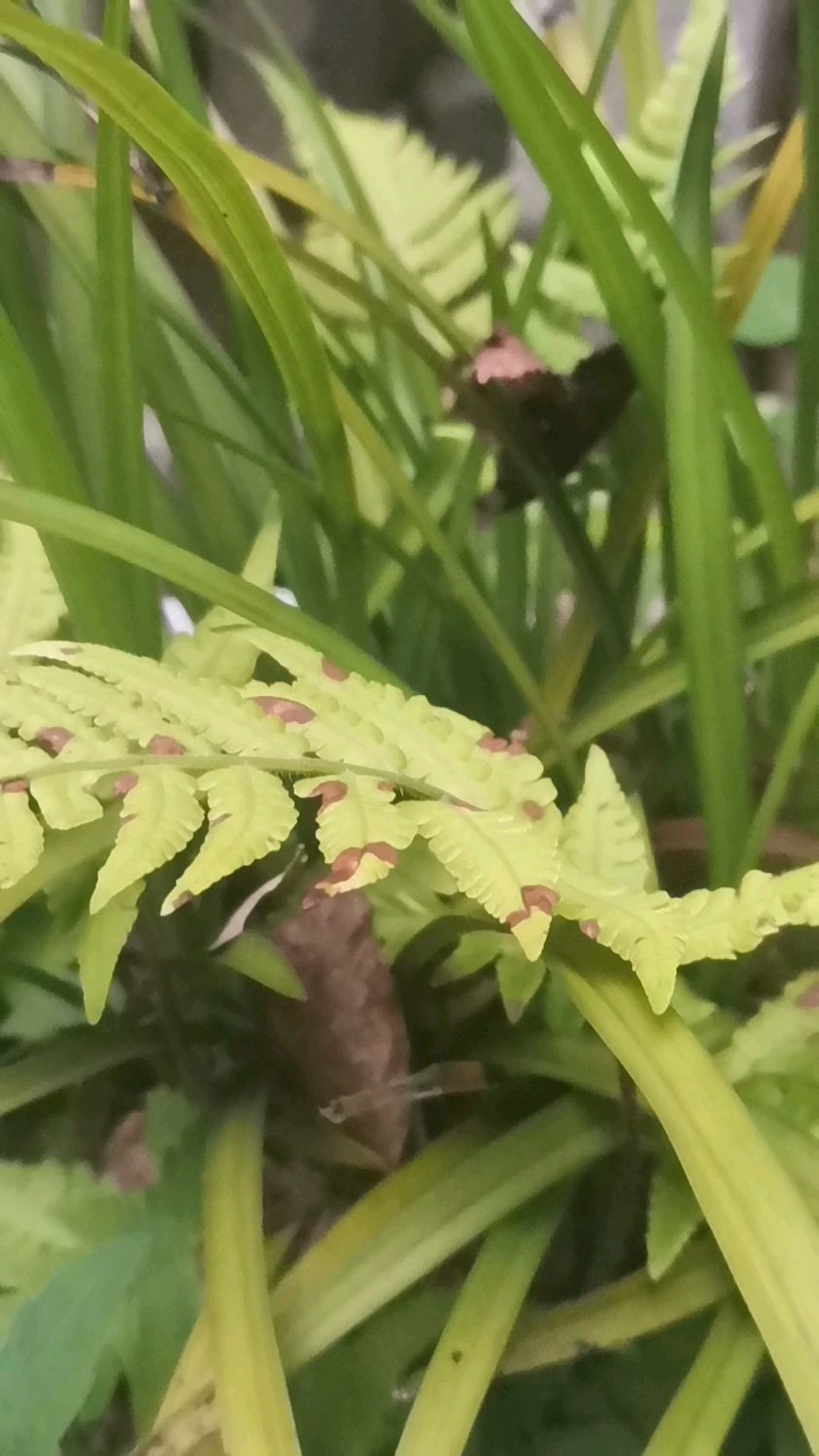 盘点贵州出产的野生兰花品种,每一株都惊艳绝伦,网友,太漂亮了