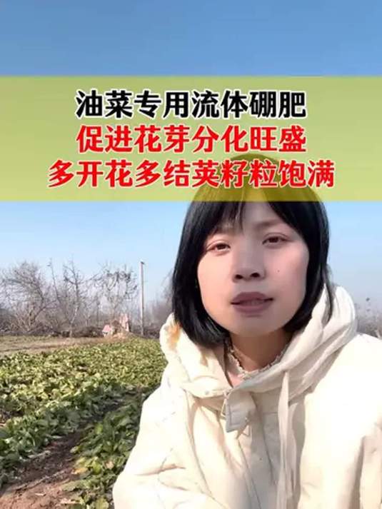 油菜用流体硼肥,花芽分化好,结荚多籽粒饱产量高