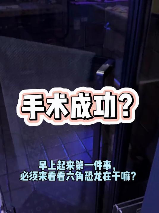 第一次给恐龙手术……#六角恐龙鱼